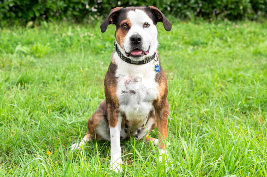 Mara Lëtzebuerger Déiereschutzliga A.S.B.L. Déierenasyl